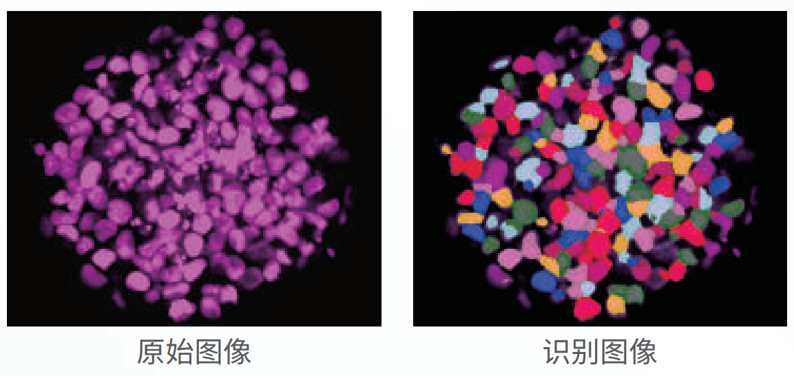 應用3：類器官、球體成像.png